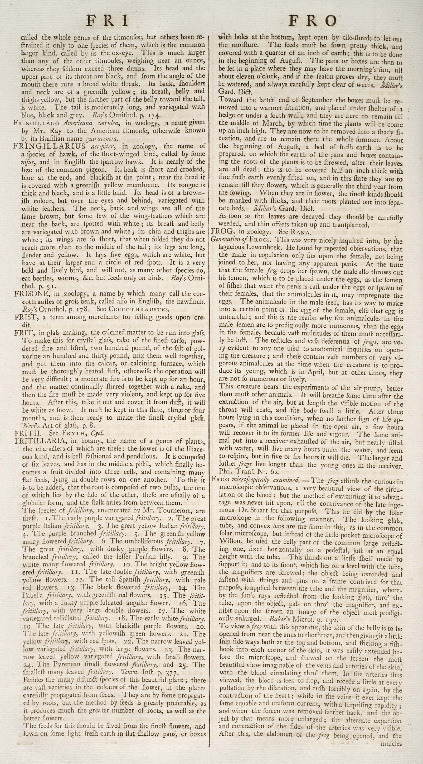 FRINGILLARIUS acciplter