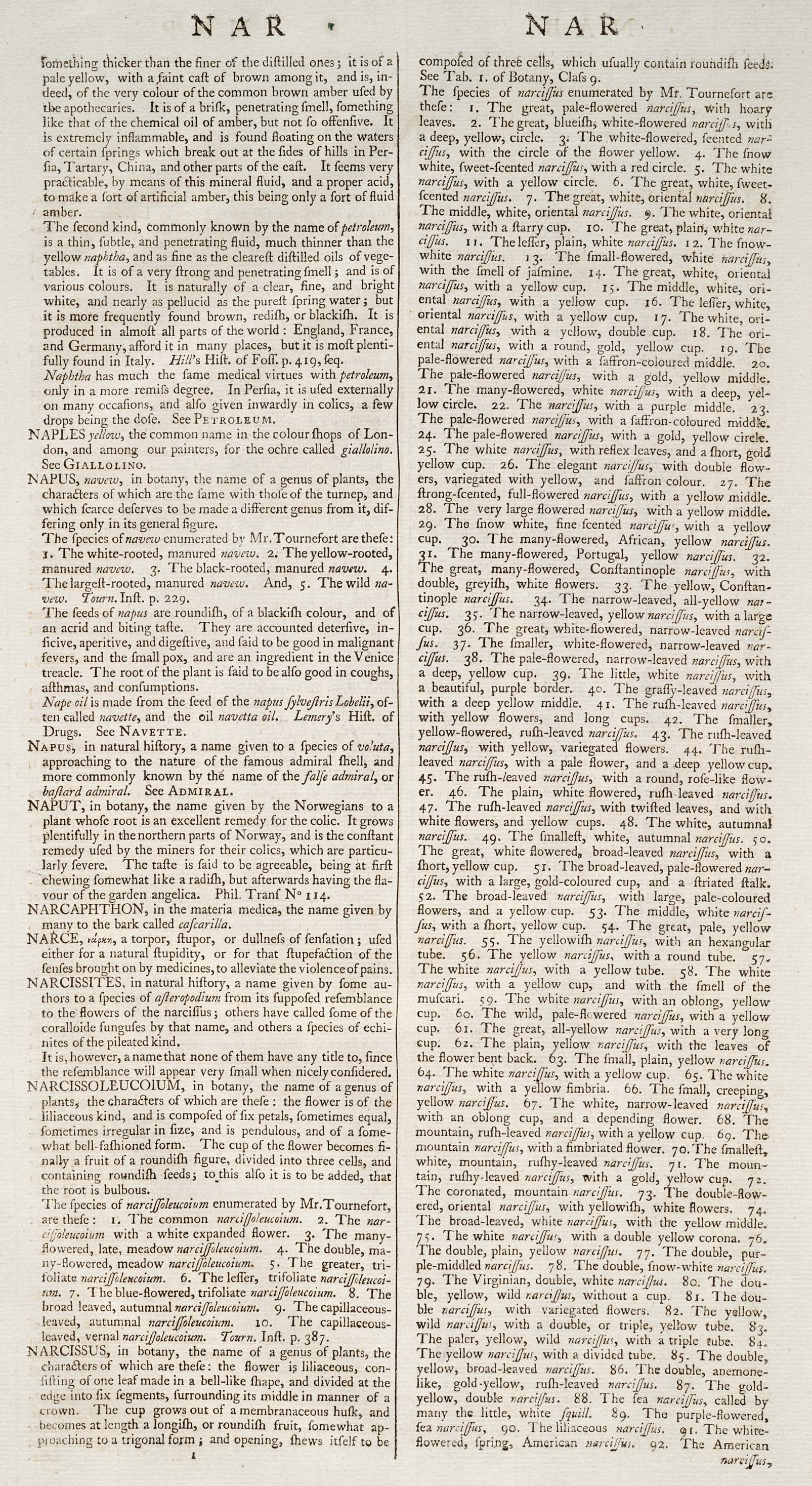 NARCISSUS